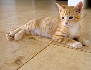 Cleaning Travertine Tiles Slough